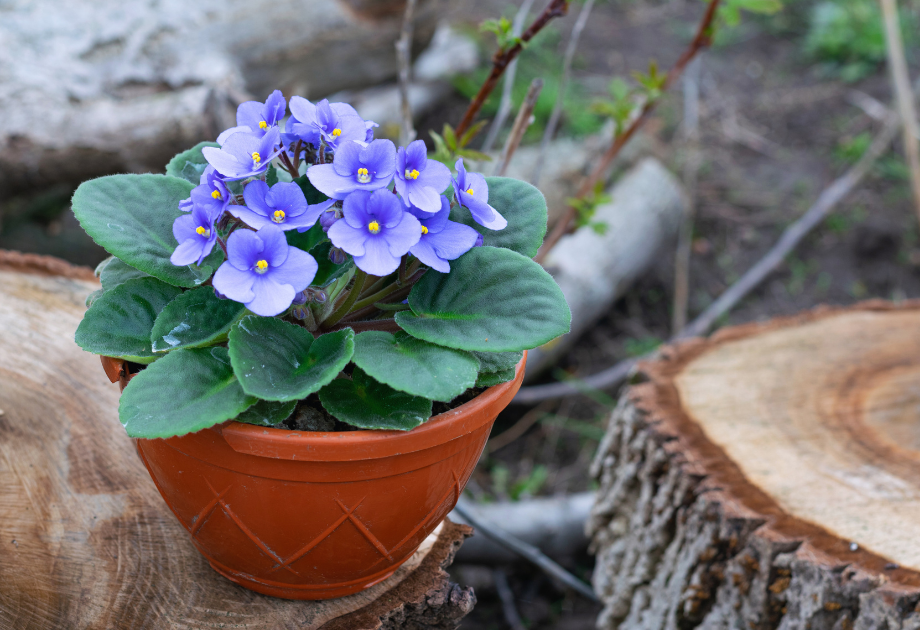 African Violets (Saintpaulia)  